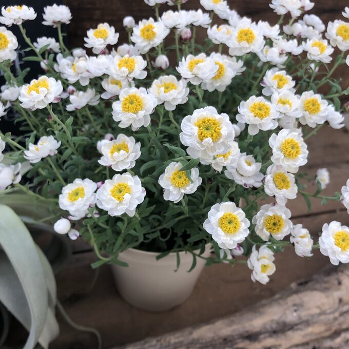 【花かんざし】★ 4号 開花が長い 冬の妖精 次々と咲く 可愛い ガーデニング 寄せ植え 庭植え ドライフラワーに 送料無料のサムネイル