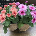 【マウントオービスク 2個セット】 ★ 5色ミックス クリサンセマム 大輪の花 花保ちが良い アンティーク調の色合い 鉢植えに 送料無料