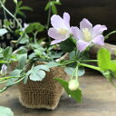 【ハイビスカス ロバツス】★ ロバツス グランドカバーに 這う 寄せ植え ハンギングに