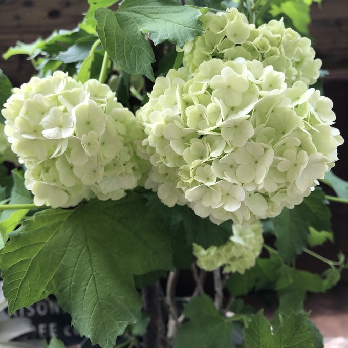 ビバーナム　オオデマリ　シンボルツリーに　大手毬のサムネイル