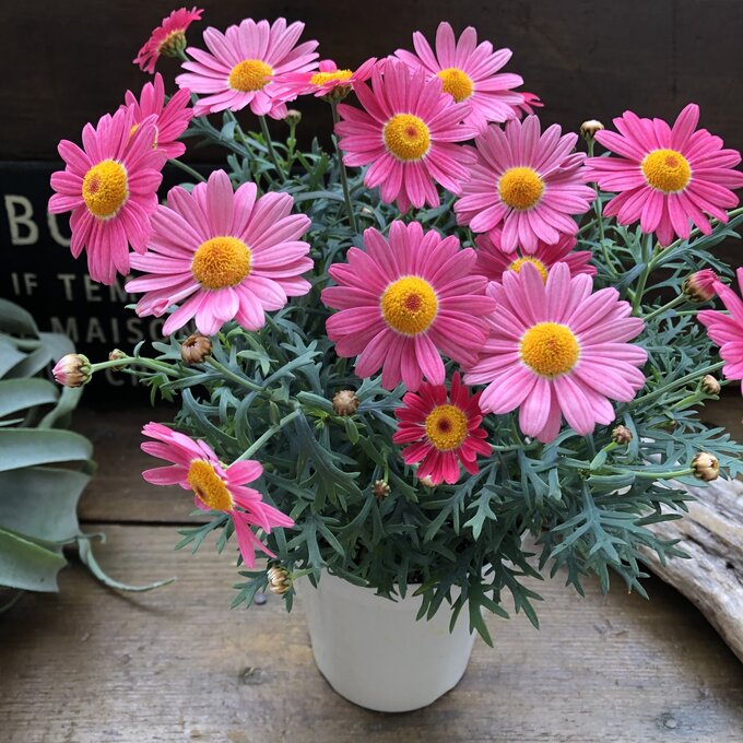 【ストロベリーホイップ】★ マーガレット 花色が変わる 可愛い たくさん咲く 育てやすい 花壇 寄せ植え 鉢植え ガーデニング 送料無料のサムネイル