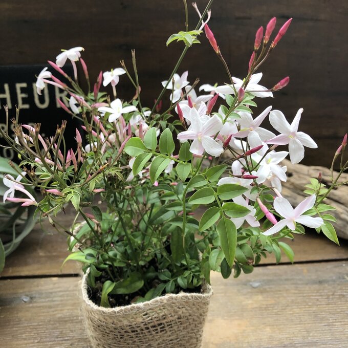 ハゴロモジャスミン　3号　真っ白な花　ガーデニング　観葉植物のサムネイル