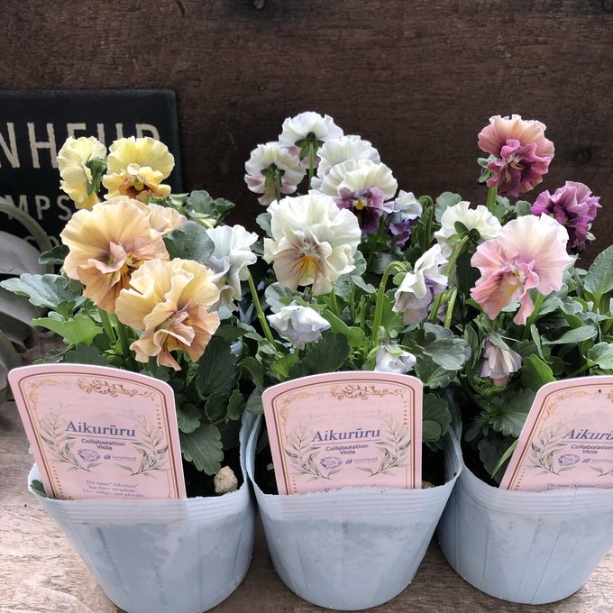 アイクルール2個セット フリル咲きビオラ シエルブリエ×エルカルノールのサムネイル