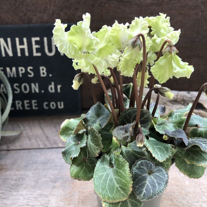 森の妖精　可愛いシクラメン　　インテリアのサムネイル