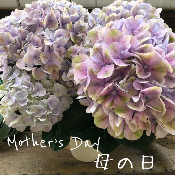 【母の日予約 産地直送 夕霧】★ 珍品種 美しいグラデーション アンティークカラー アジサイ 紫陽花 贈り物 プレゼント 送料無料のサムネイル