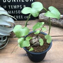 亀甲竜 アーチ仕立て 希少 塊根植物 ハートの葉っぱ ディオスコリア 亀甲竜 インテリア