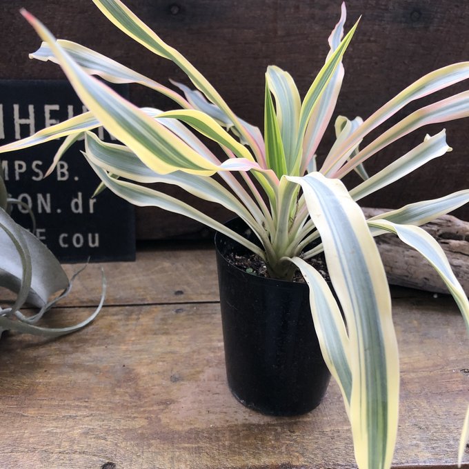 ユッカ『ブライトスター』斑入り3号...