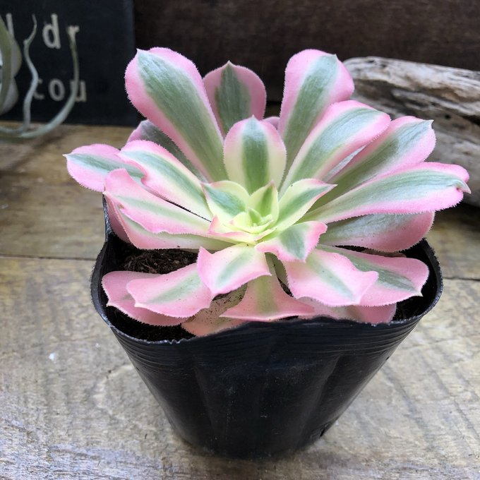 ピンクウィッチアエオニウム多肉植物ピンク