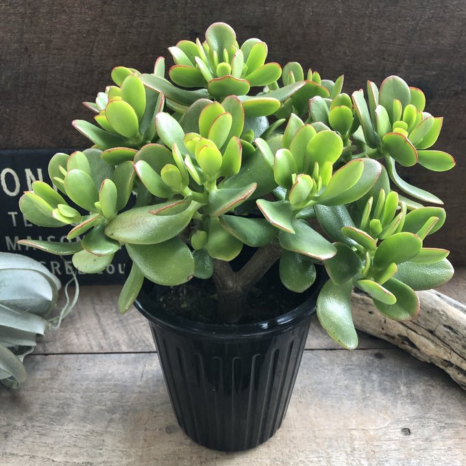 【金のなる木 5号】★ 花月 多肉植物 観葉植物 成金草 金運アップ 一攫千金 富 幸運を招く 贈り物 プレゼント