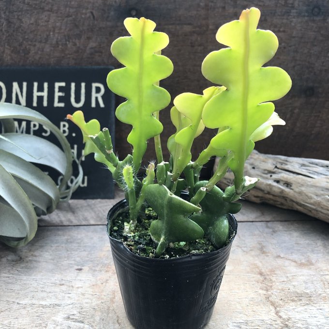 【フィッシュボーン】★ ジグザグサボテン 希少 エビフィラム アングリガー 育てやすい インテリアグリーン 多肉植物 サボテン 観葉植物のサムネイル