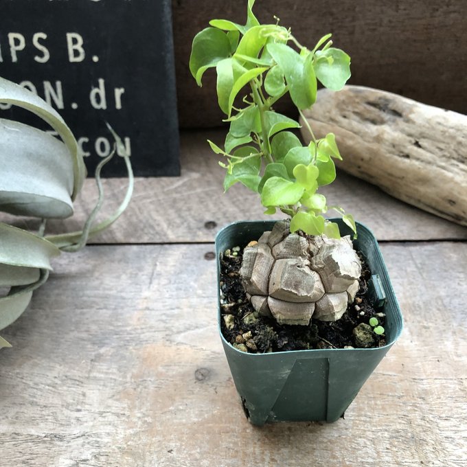 亀甲竜 特大30㌢×30㌢ メキシコ dioscorea macrostachya 現地球 亀甲竜 特大30㌢×30㌢ メキシコ dioscorea macrostachya 現地球