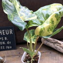 バールマルクスフレーム アルボ フィロデンドロン 観葉植物 インテリア