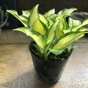 キボウシ『霊峰白山』 山野草 ガーデニング 寄せ植え