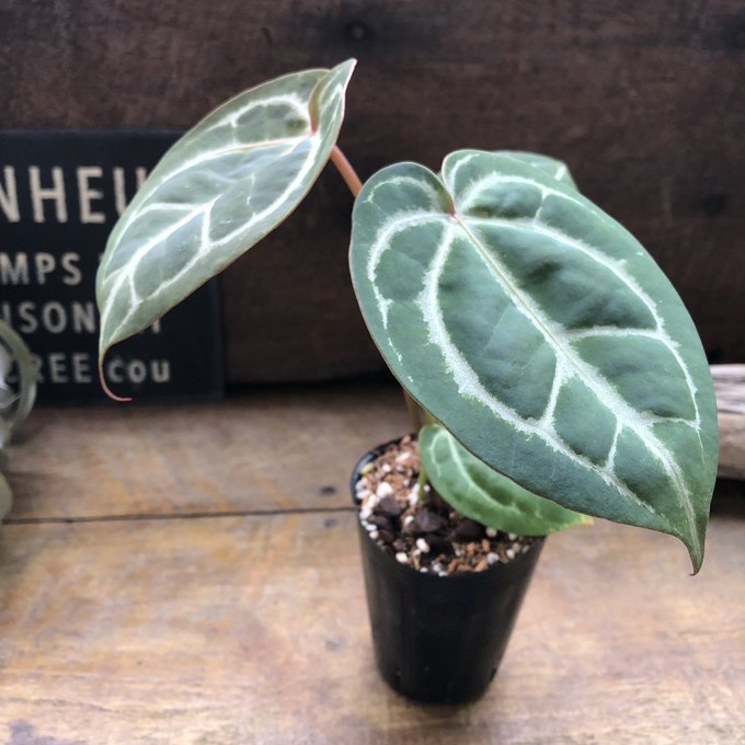 アンスリウム　ミシェル×ザラ Anthurium Michelle×Zara F3