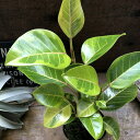 アルテシーマ インテリア ガーデニング 観葉植物 育てやすい