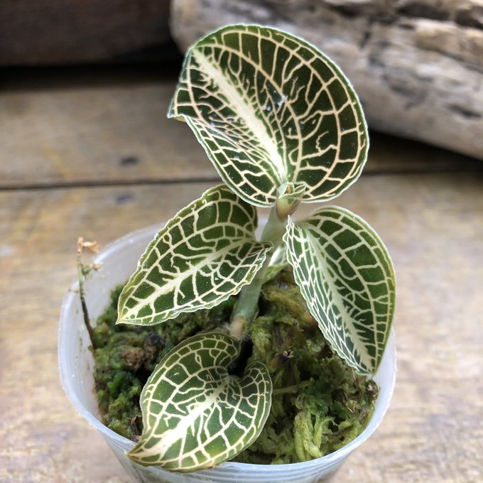 ローズゴールド ジュエルオーキッド 宝石蘭 希少