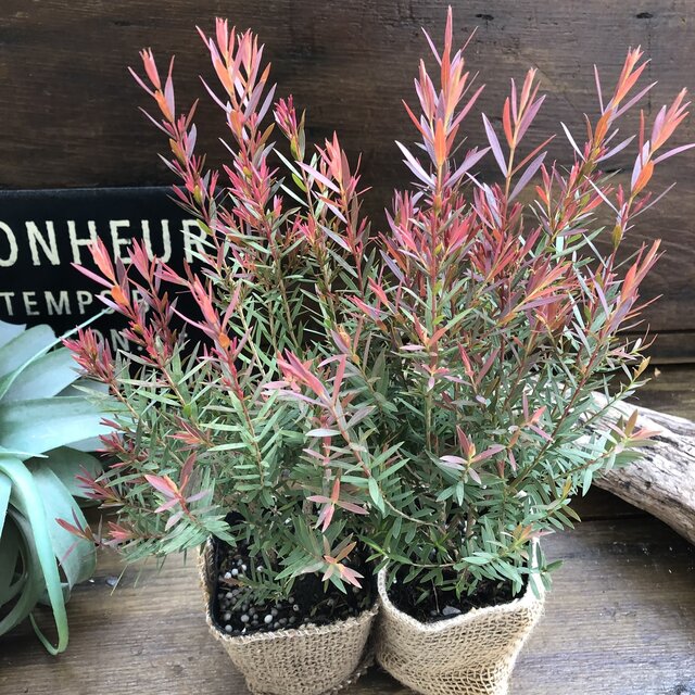 【レッドジェム2個セット】★ ティーツリー メラレウカ 爽やかな香り 育てやすい 寄せ植え ガーデニング