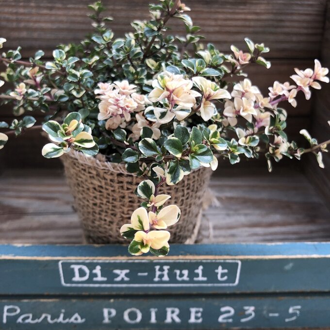 【フォックスリータイム】★ タイム アンティーク色 ハーブ 爽やかな香り ハンギングバスケット 寄せ植え ガーデニング 送料無料