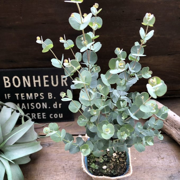 【グニー】★ ユーカリ 大人気 シルバー 銀葉 常緑樹木 ハーブ アロマ 丸い葉 かわいい おしゃれ 育てやすい 初心者向け 苗木 植木 庭木 鉢植え ガーデニング 観葉植物 送料無料