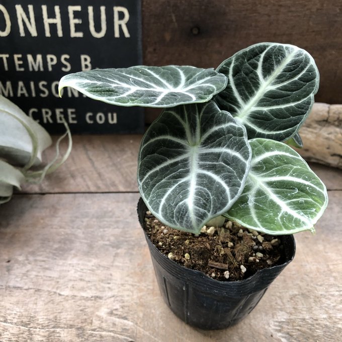 【アロカシア ニンジャ】★ ベルベット 卵型 観葉植物 インテリア