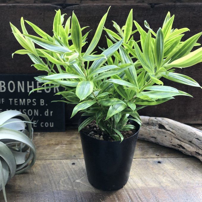 ドラセナ　スルクロサ　ファニータ 斑入り 観葉植物