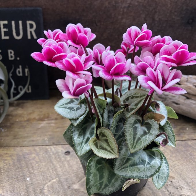 フェアリーピコ 半八重咲き シクラメン 観葉植物のサムネイル