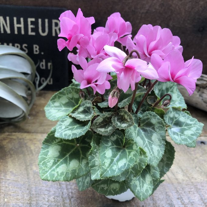 プティ　ムーラン シクラメン 八重咲き（ピンク系）3.5号ポットのサムネイル