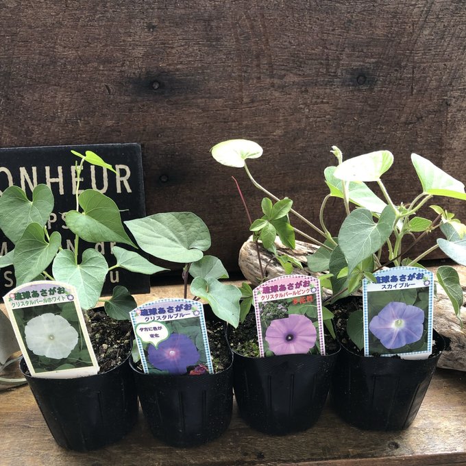 2個セット 琉球朝顔 あさがお 曜白朝顔 アサガオのサムネイル