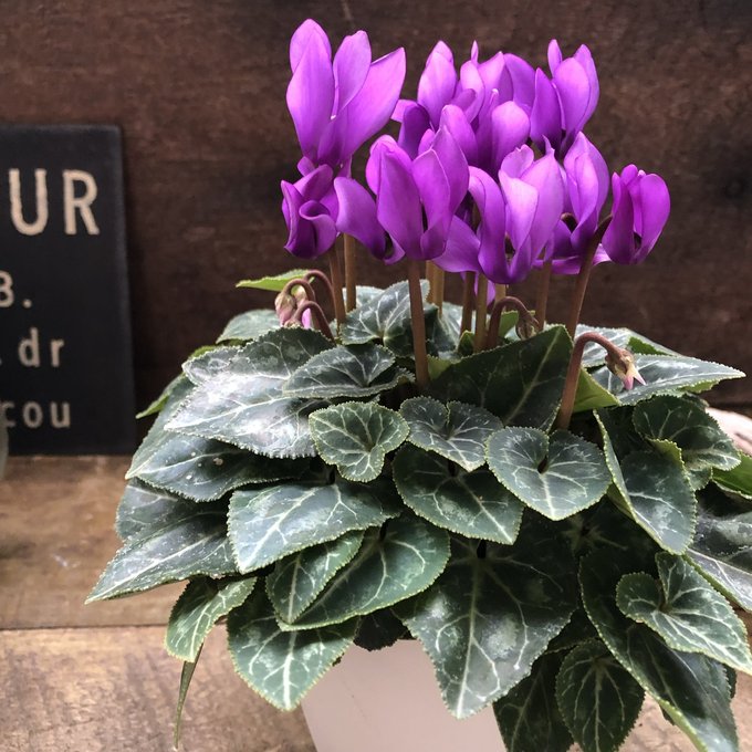 ドラゴン シクラメン ディープブルー インテリア お花のサムネイル