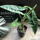 アロカシア ゼブリナ レティキュラータ ゼブラ柄 観葉植物