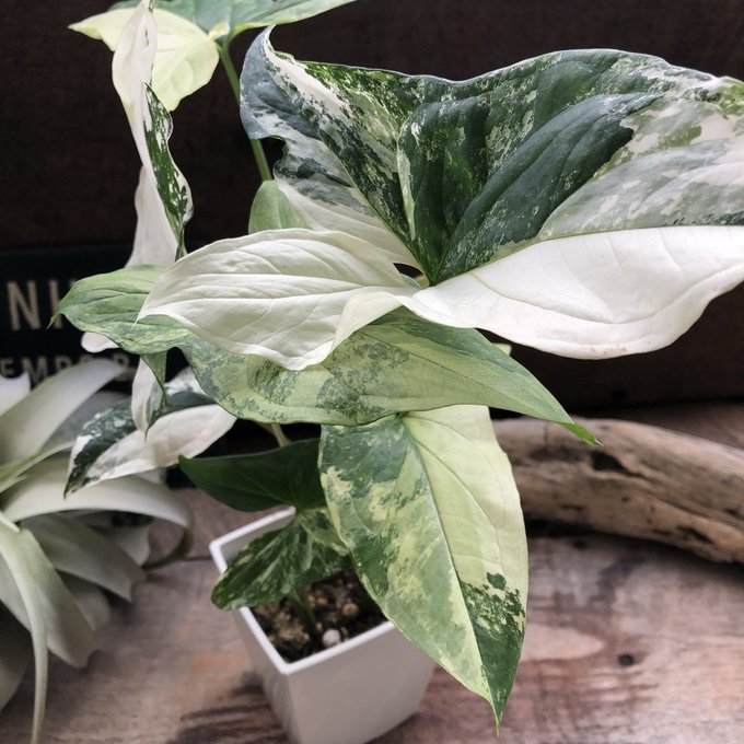 フレンチマーブル シンゴニウム 斑入り 観葉植物 インテリア