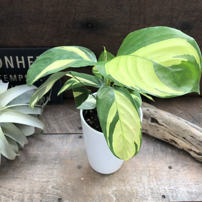 クテナンテ ルベルシアナ 観葉植物 斑入り インテリア