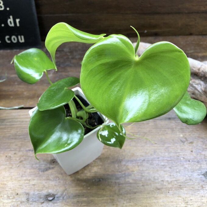 楽天市場】観葉植物 グリーンハートの通販 楽天市場】観葉植物 グリーンハートの通販