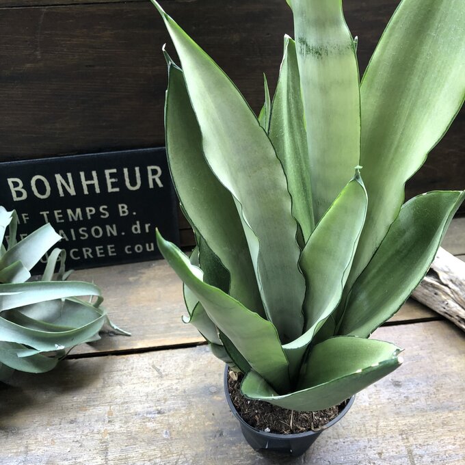 【ムーンシャイン】★ サンスベリア 超希少 観葉植物 空気清浄 幸運 マイナスイオン 空気清浄の木 多肉植物 体に良い 観葉植物 室内向き 育てやすい 丈夫 お部屋 インテリア 初心者向け プレゼント ギフト 送料無料