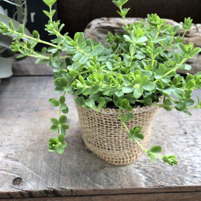 【ペペロミア デピーナ 】★ 常緑多年草 おしゃれ かわいい ミニサイズ テーブルサイズ 小さな 観葉植物 室内向き 玄関に 風水 育てやすい 初心者向け ガーデニング 送料無料