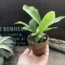 コウモリラン ミニサイズ 素焼き鉢 観葉植物 ビカクシダ