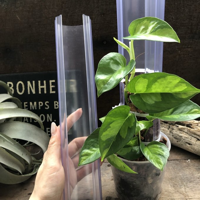 『透明』ねこ型登り棒 M/長さ 30cm 蔓性つる M30 観葉植物　猫の登り棒 ねこの登り棒 花森家 猫のぼり棒 ネコ 登り棒ねこの道具屋　 植え替え 根が見える鉢 クリア 半透明 ねこチップ スキンダプサス　モンステラ　アロイド