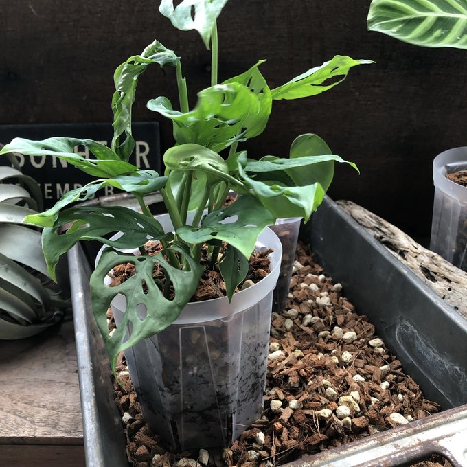 ������ΡȤͤ����å�M�������ɡۡ� 1��2��åȥ� ��ʪ���礭����� �� �����ǥ˥�