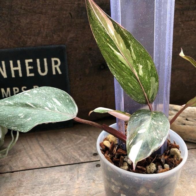 『ブラック』ねこ型登り棒 L/長さ 50cm 蔓性つる 観葉植物 L50 猫の登り棒 ねこの...