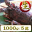 サンペルラ志摩【A区分】国産 伊勢エビ(伊勢海老)生きたまま発送☆生食OK! 1,000g/5尾(ギフト対応可)通常/クール便配送(丸義商店)イセエビ・伊勢えび
