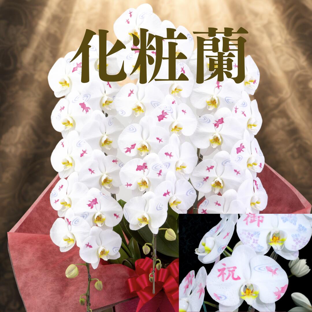 🌸 四季を纏う「化粧蘭」 — 可憐に、華やかに — 可憐なサクラ 春の訪れを告げる、やさしく舞う桜。ふんわりとした淡い色合いが、心を癒し、清らかな気持ちを運びます。 優雅な花火や金魚 夏の夜空に咲く華やかな花火と、涼しげに泳...