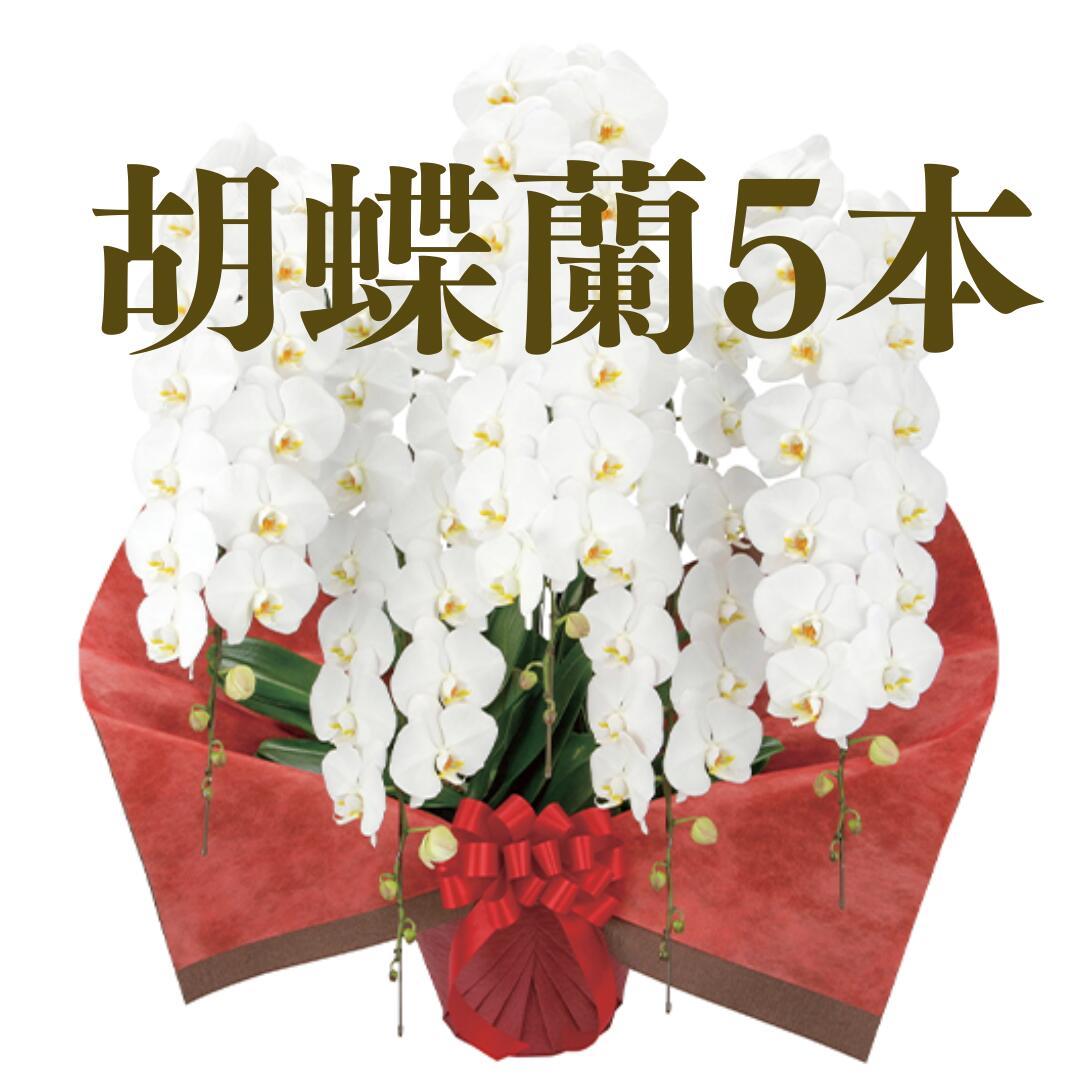 【 胡蝶蘭 5本立 50輪～60輪つぼみ込み 】前後～ 領収書発行可能 産地直送 育て方パンフレット付 コチョウラン 鉢花 開店祝い お祝い 花 誕生日 還暦 米寿 開院 開業 移転 当選 就任 昇進 退職 お供え 御供フラワーギフト