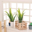 セール!ミニチュア 観葉植物 撮影小物 ドールハウス インテリア