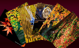 もみじを堪能できる秋の彩りを集めた6種類のポストカード【Photo 秋の彩り6種類セット】のサムネイル