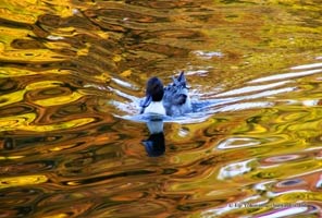 イチョウの黄色が映っている水面を進む鳥のポストカードゆれる水面が不思議な模様に・・・【Photo 秋の彩り06】のサムネイル
