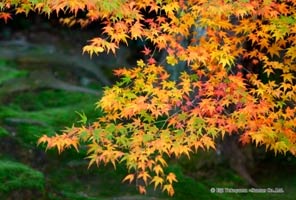 コケともみじの対比が綺麗なポストカードコケの湿っぽさが感じられる1枚【Photo 秋の彩り03】のサムネイル