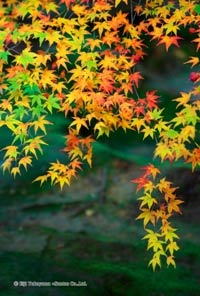 もみじの色が移ろいでいくのが感じられるポストカード【Photo 秋の彩り02】のサムネイル