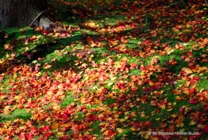 コントラストが綺麗な赤いもみじのポストカード【Photo 秋の彩り01】のサムネイル