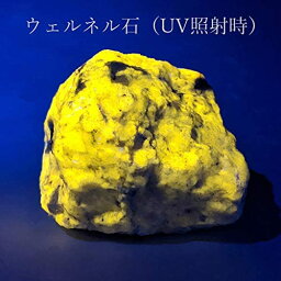TOKYO SCIENCE 蛍光鉱物 Wernerite ウェルネル石（ヴェルネル石）産地：Canada／標本ケース入り