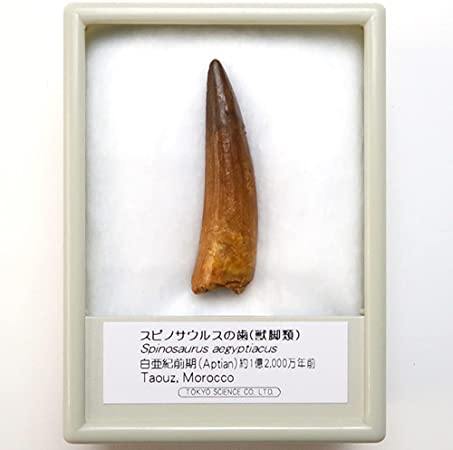 TOKYO SCIENCE スピノサウルスの歯 化石（獣脚類）約40mm 白亜紀前期 産地：モロッコ Spinosaurus aegyptiacus ／標…